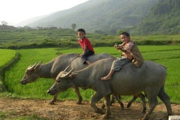 Enfants-de-la-montagne-du-Nord-Vietnam
