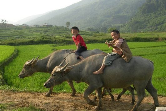 Enfants-de-la-montagne-du-Nord-Vietnam