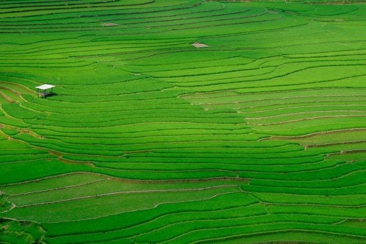 Rizière-Vietnam-